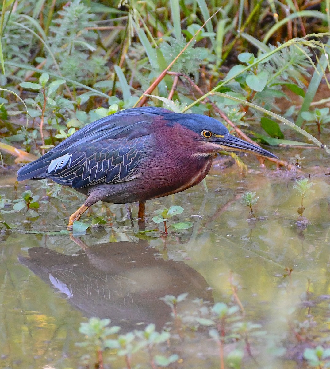 Green Heron - ML608724578