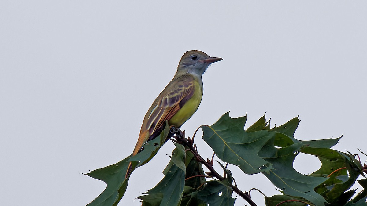 Great Crested Flycatcher - ML608724586