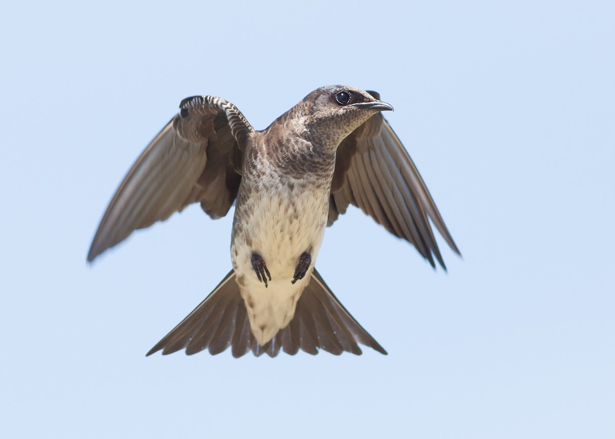 Purple Martin - ML60872461