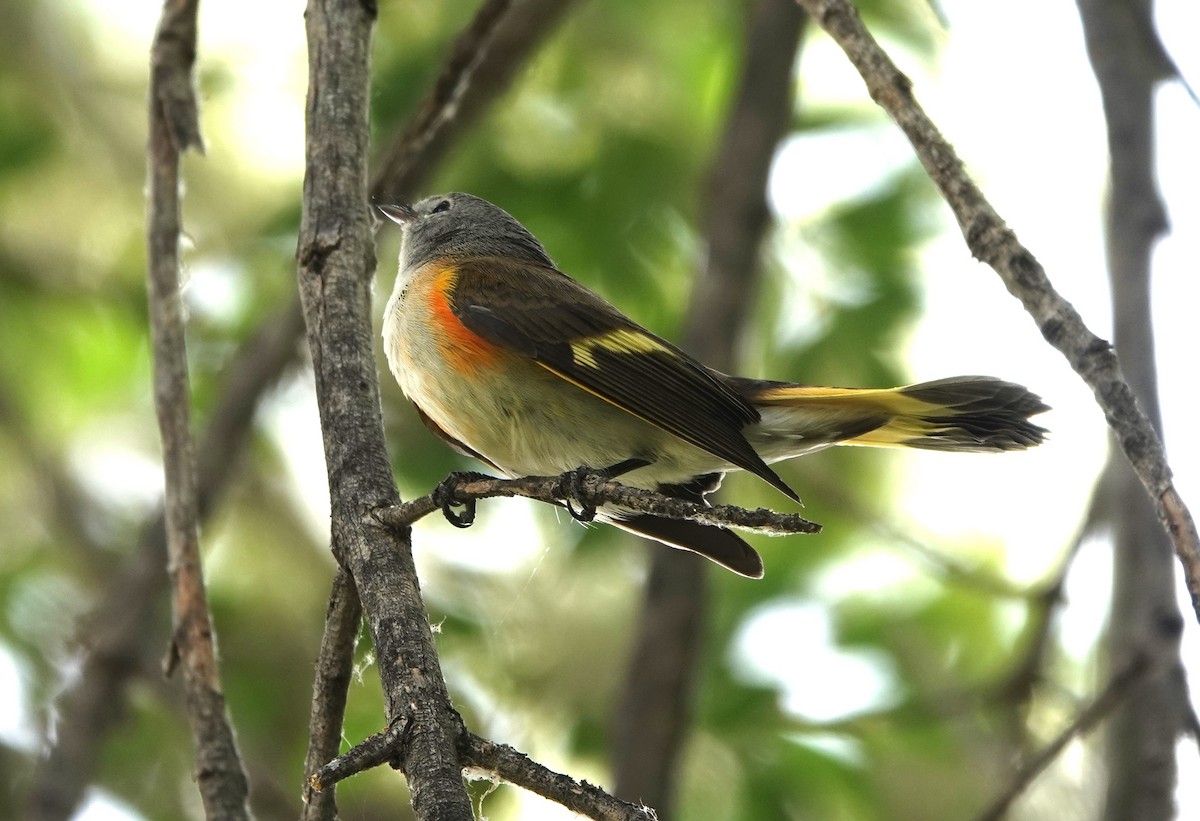 American Redstart - ML608724671