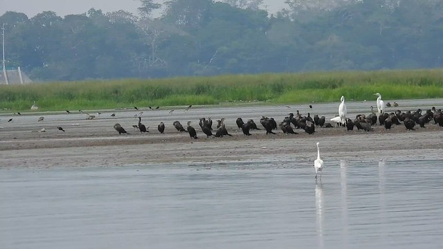 Cormorán Biguá - ML608724721