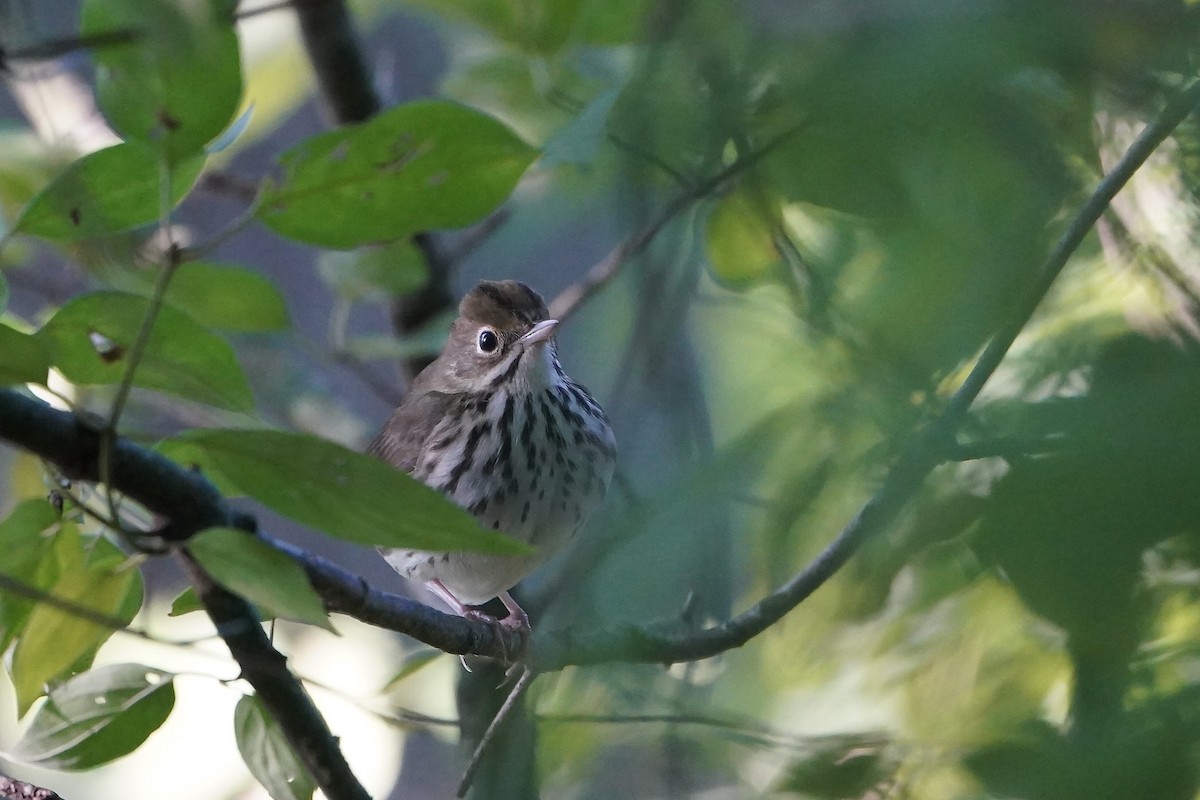 Ovenbird - ML608724740