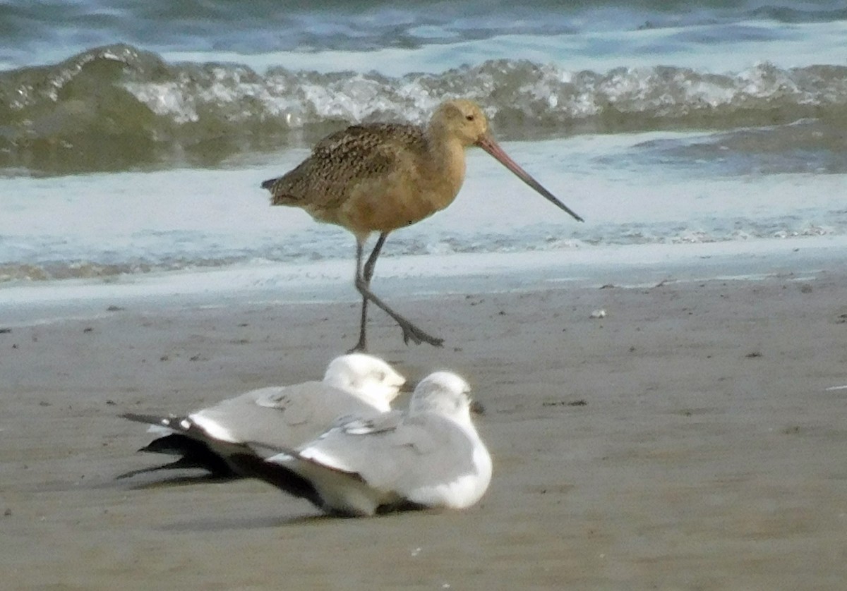 Marbled Godwit - ML608724819