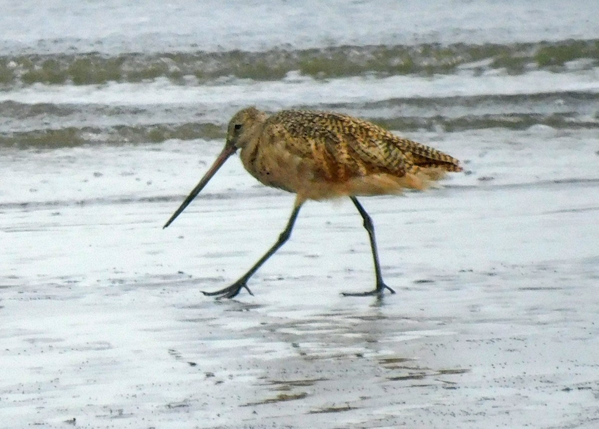 Marbled Godwit - ML608724820