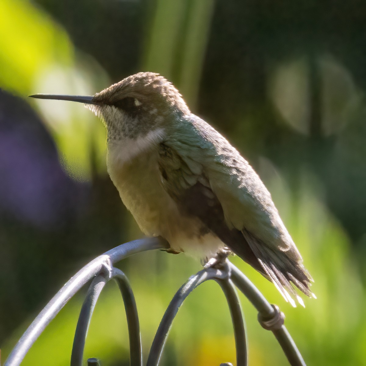 Ruby-throated Hummingbird - ML608724895