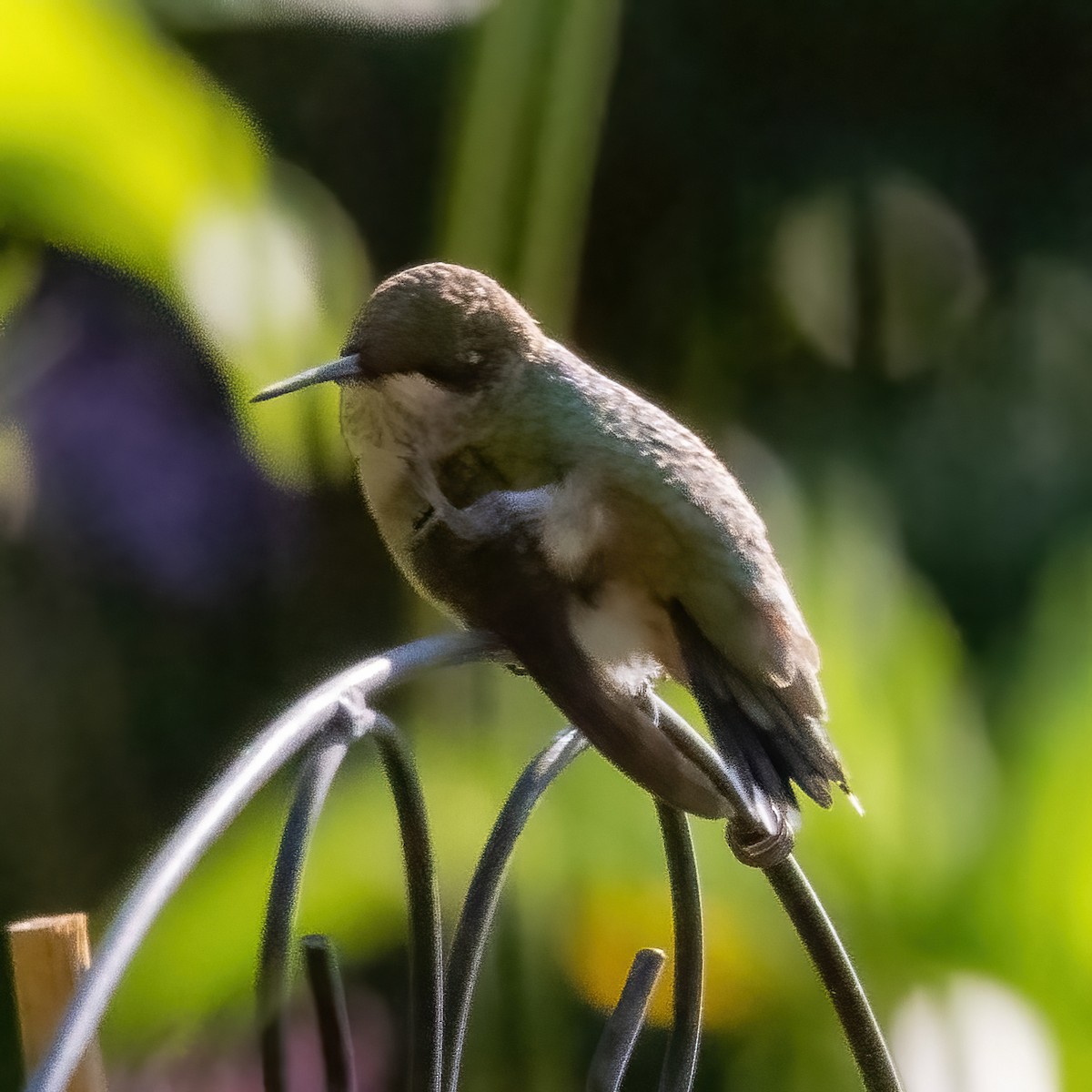 Ruby-throated Hummingbird - ML608724896