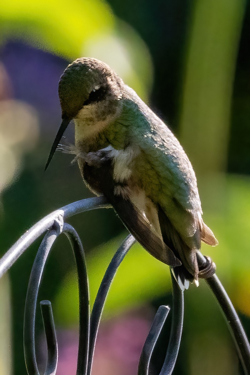 Ruby-throated Hummingbird - ML608724897
