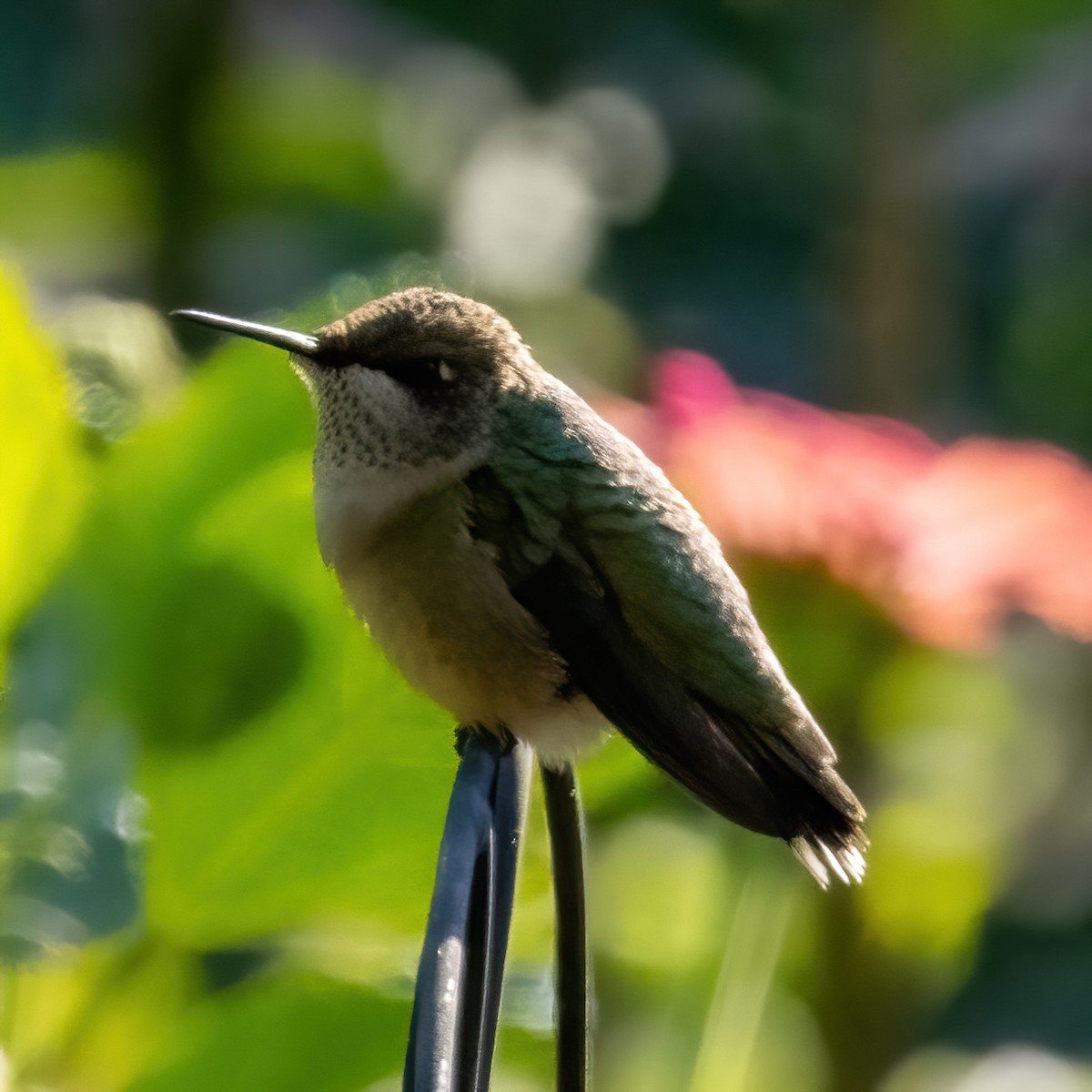 Ruby-throated Hummingbird - ML608724898