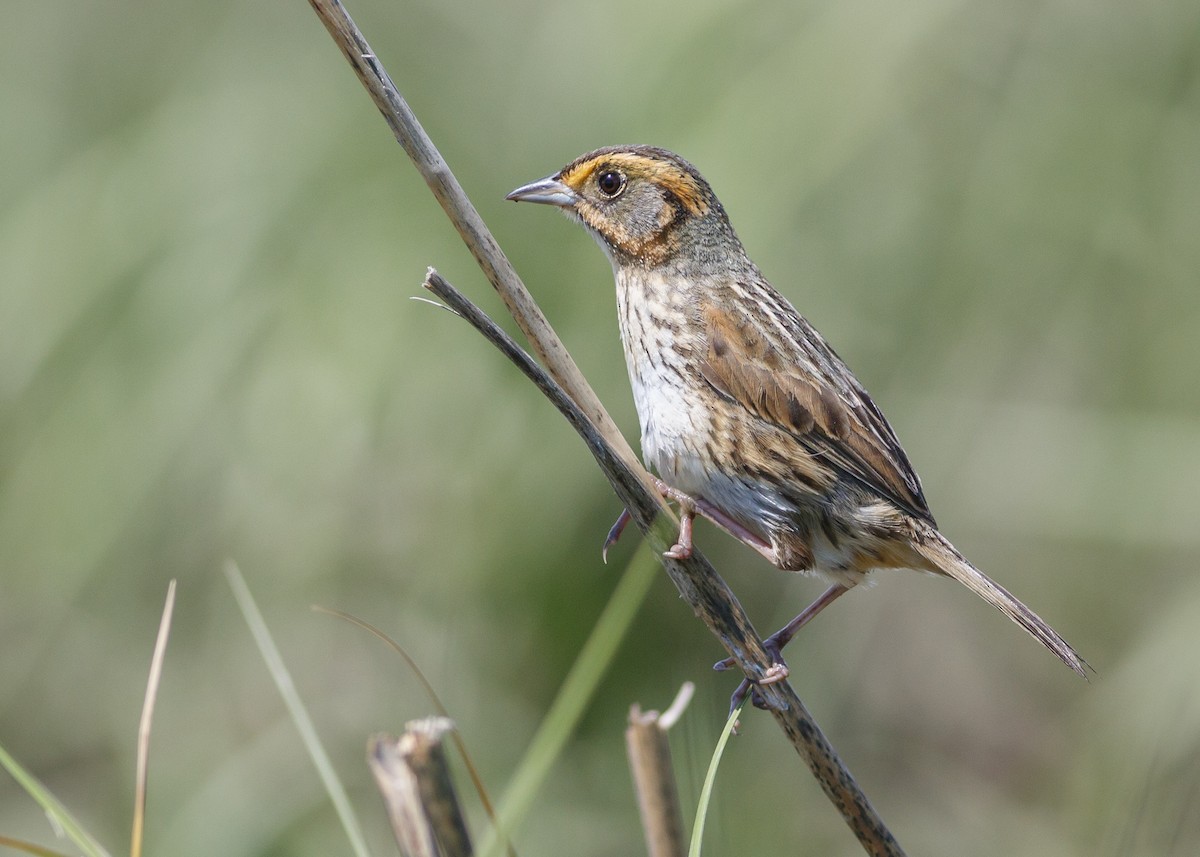 Saltmarsh Sparrow - Darren Clark