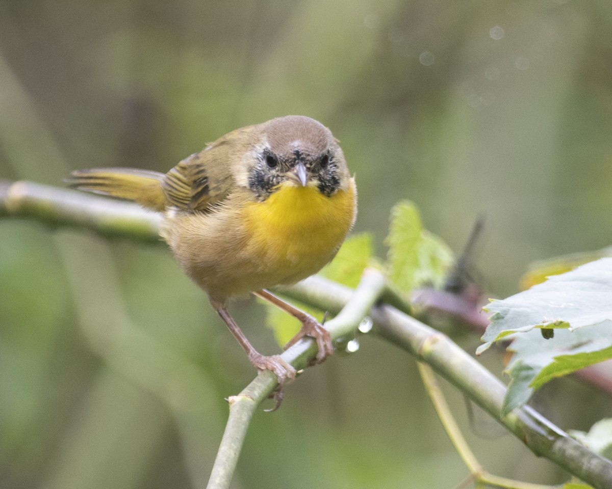 Common Yellowthroat - ML608724952