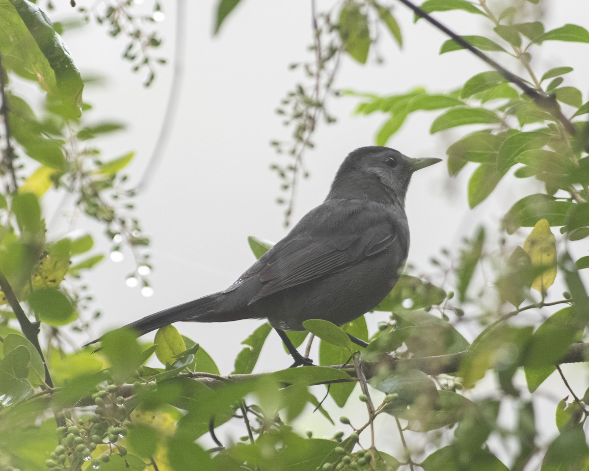 Gray Catbird - ML608724961