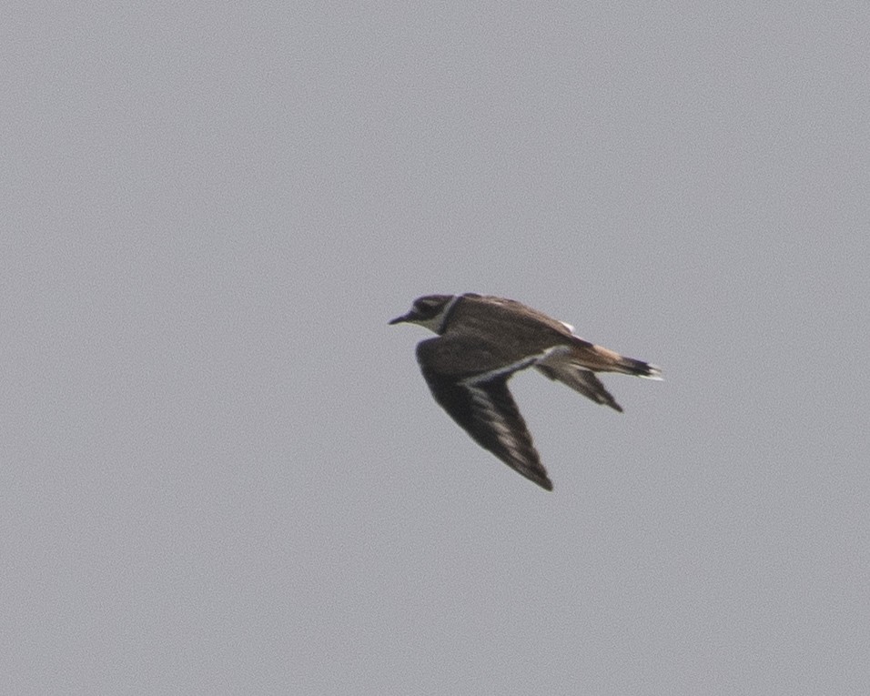 Killdeer - ML608725029