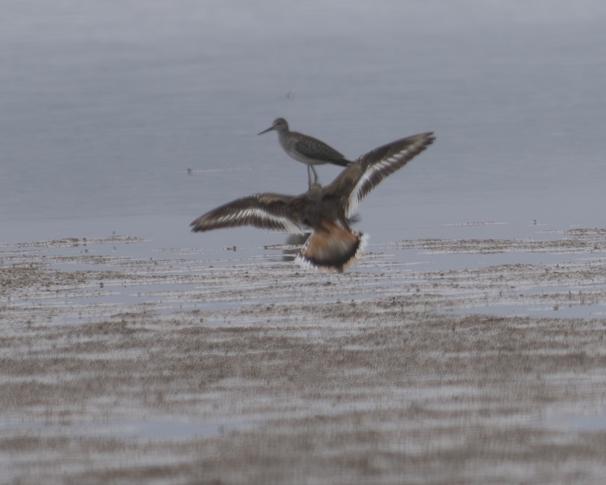 Killdeer - ML608725030