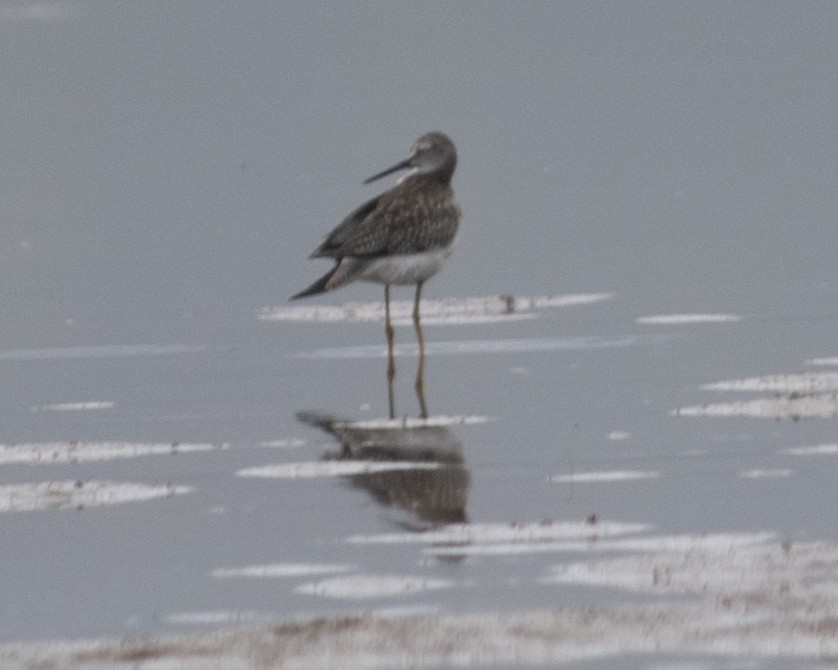 Greater Yellowlegs - ML608725059