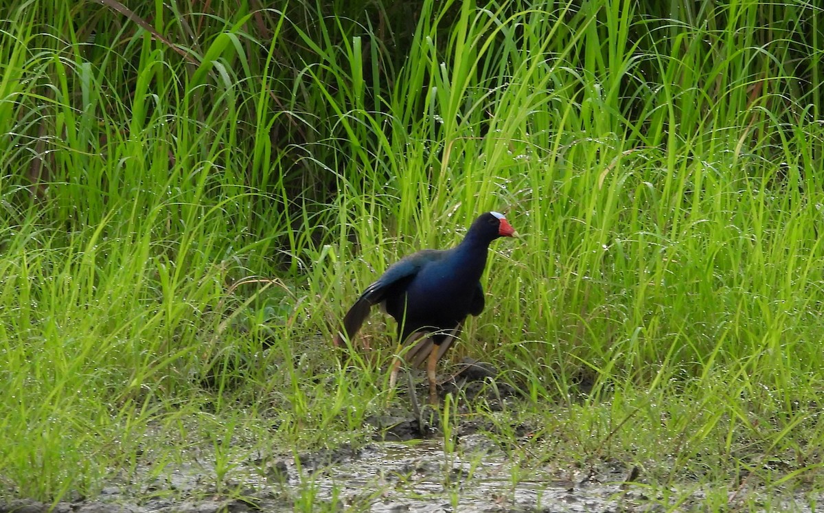 Purple Gallinule - Fernando Angulo - CORBIDI