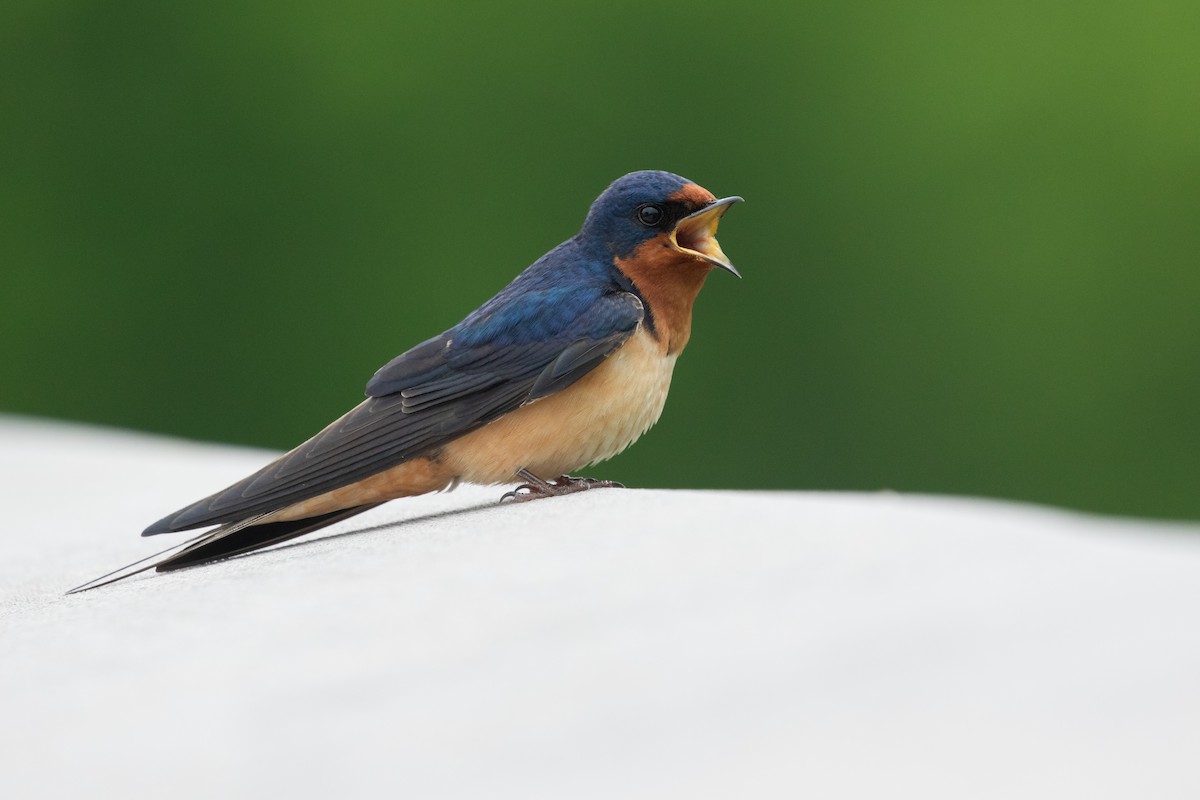 Barn Swallow - ML608725250