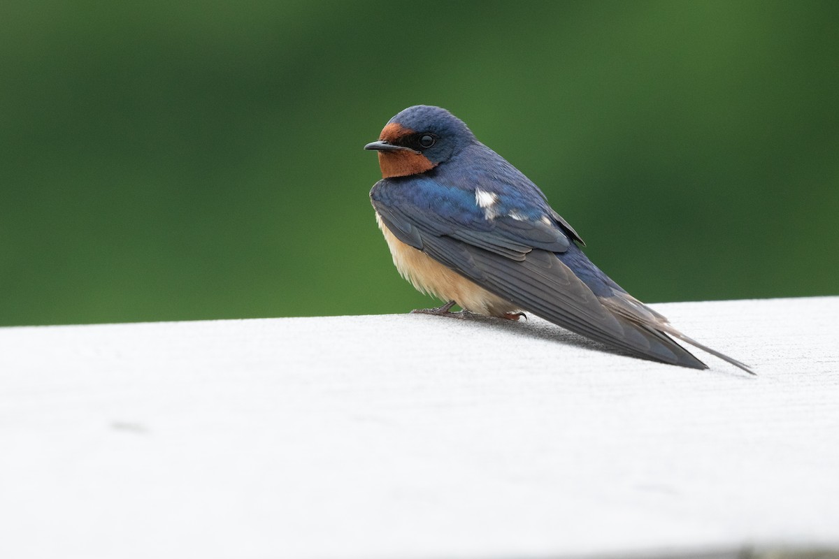 Barn Swallow - ML608725251