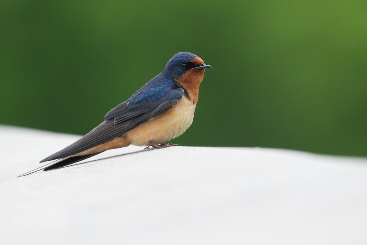 Barn Swallow - ML608725252