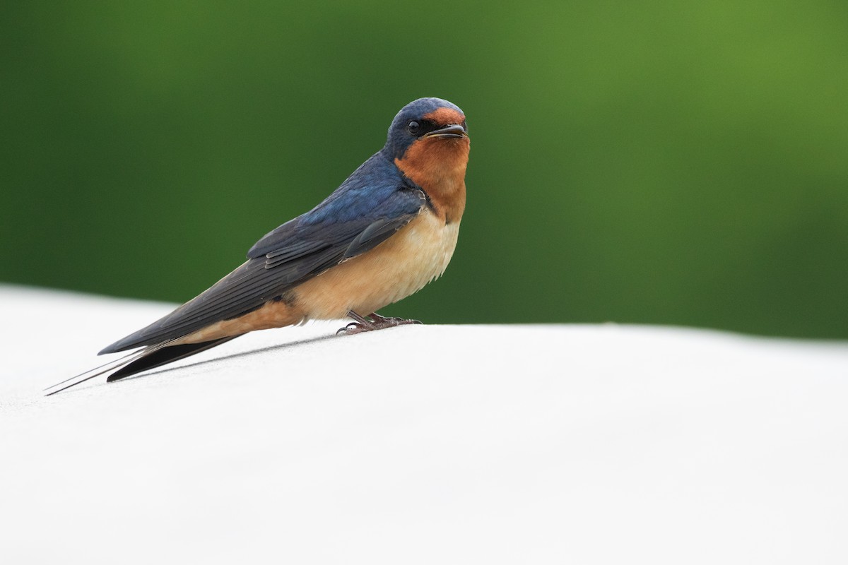 Barn Swallow - ML608725253