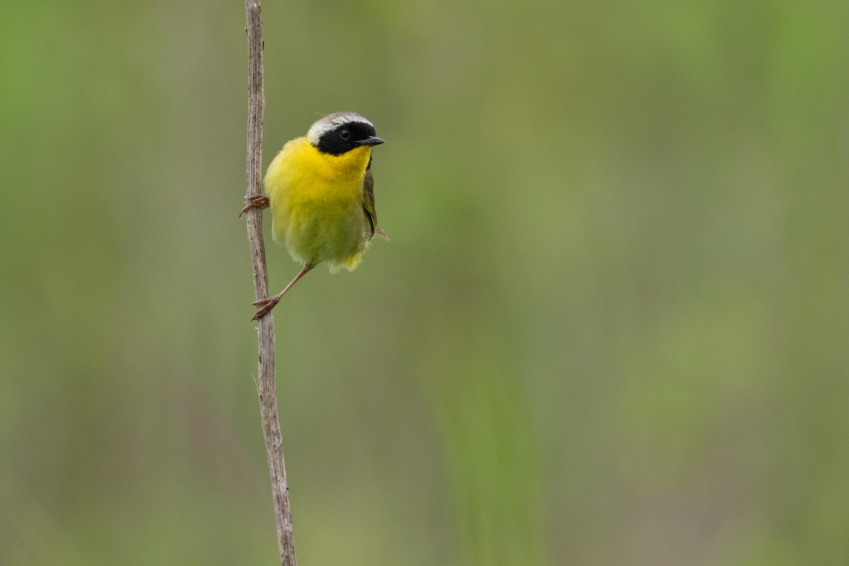 Common Yellowthroat - ML608725259