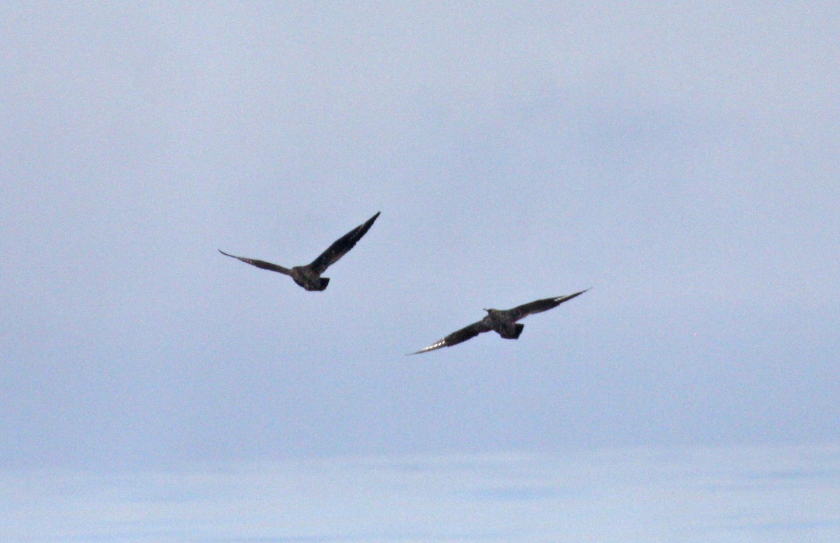 South Polar Skua - ML608725301