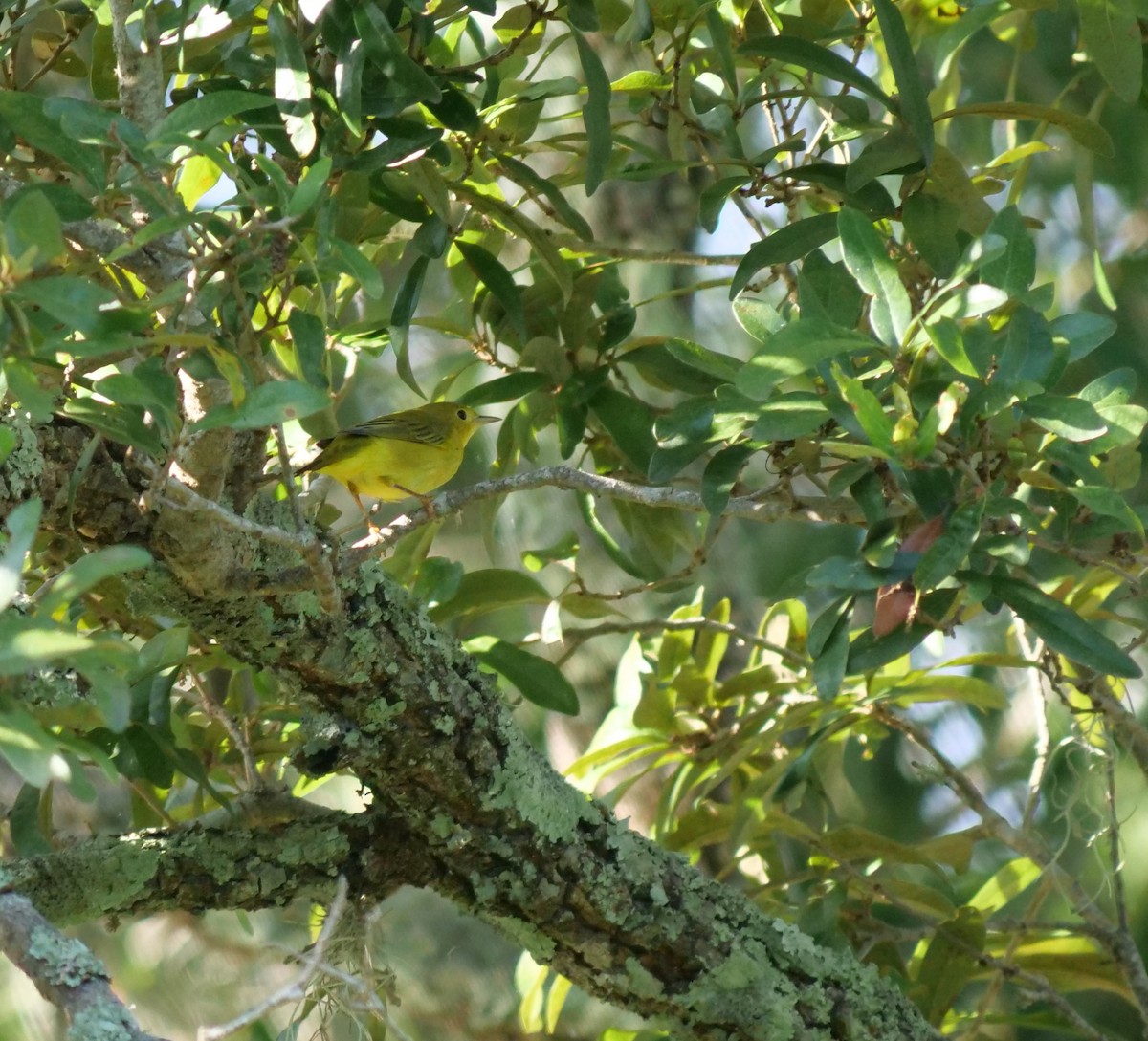 Yellow Warbler - ML608725427