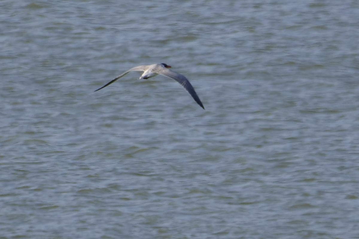 Caspian Tern - ML608725475