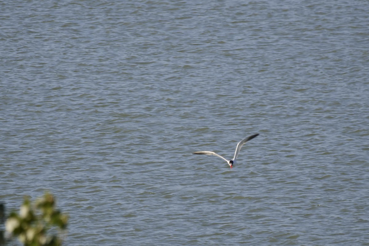 Caspian Tern - ML608725476