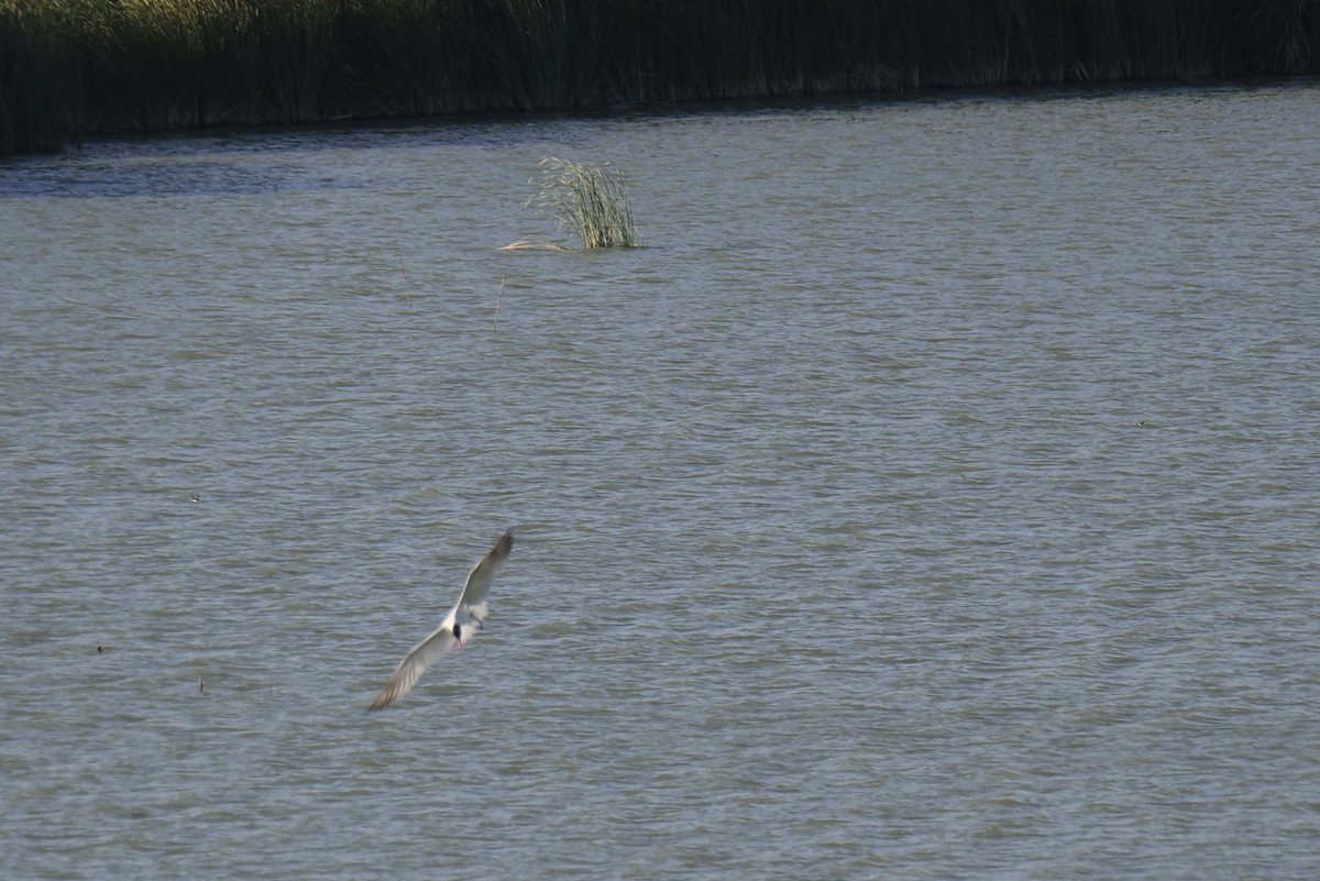 Caspian Tern - Joan Oliver Manen