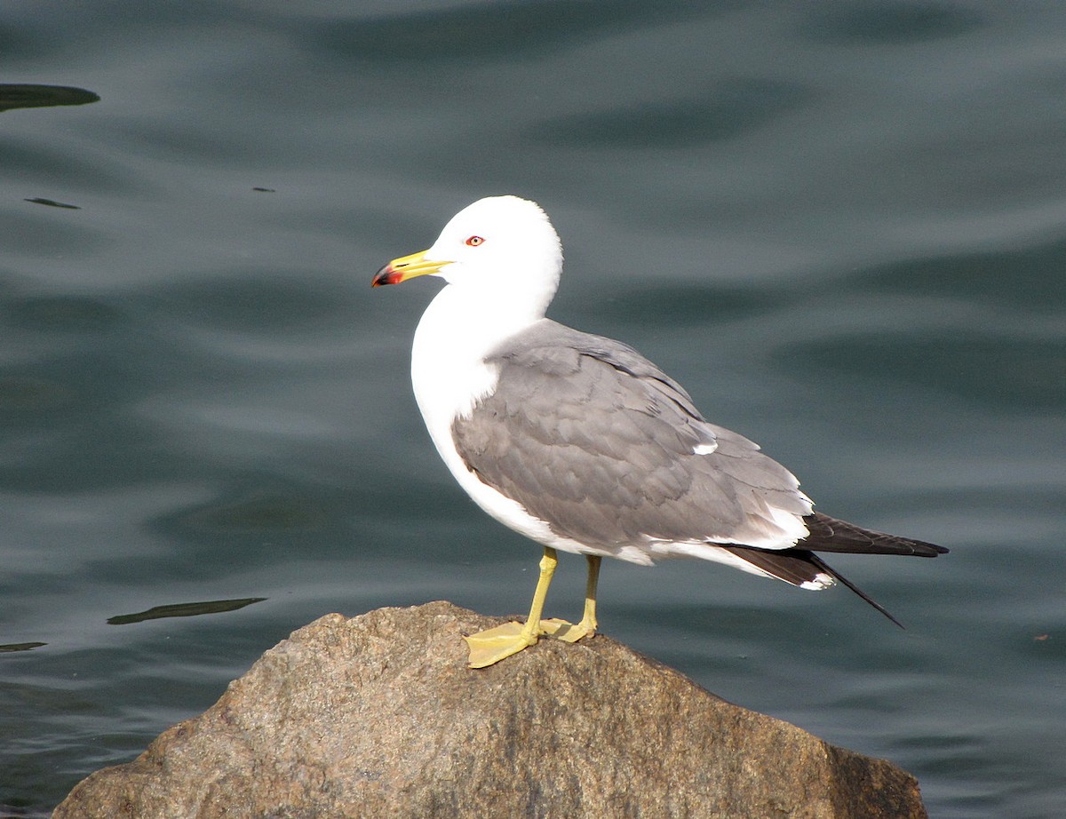 Black-tailed Gull - ML608725557