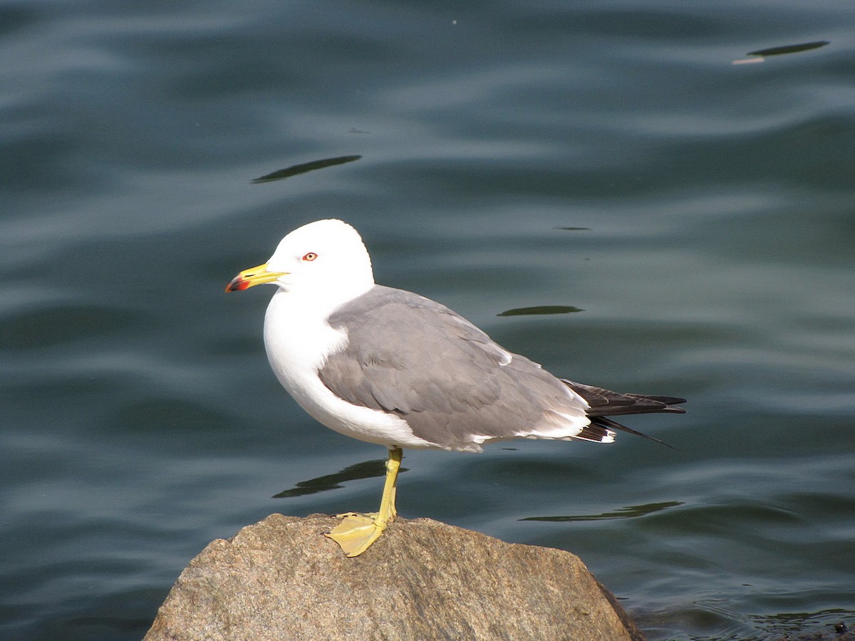 Black-tailed Gull - ML608725558