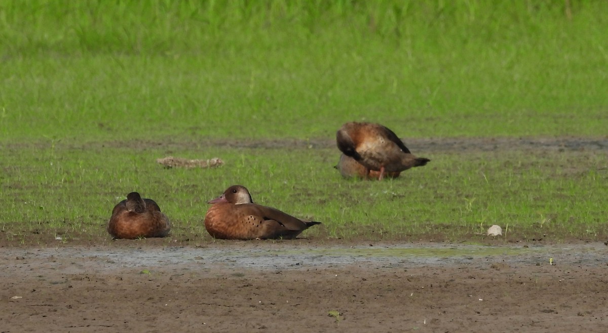 Brazilian Teal - Fernando Angulo - CORBIDI