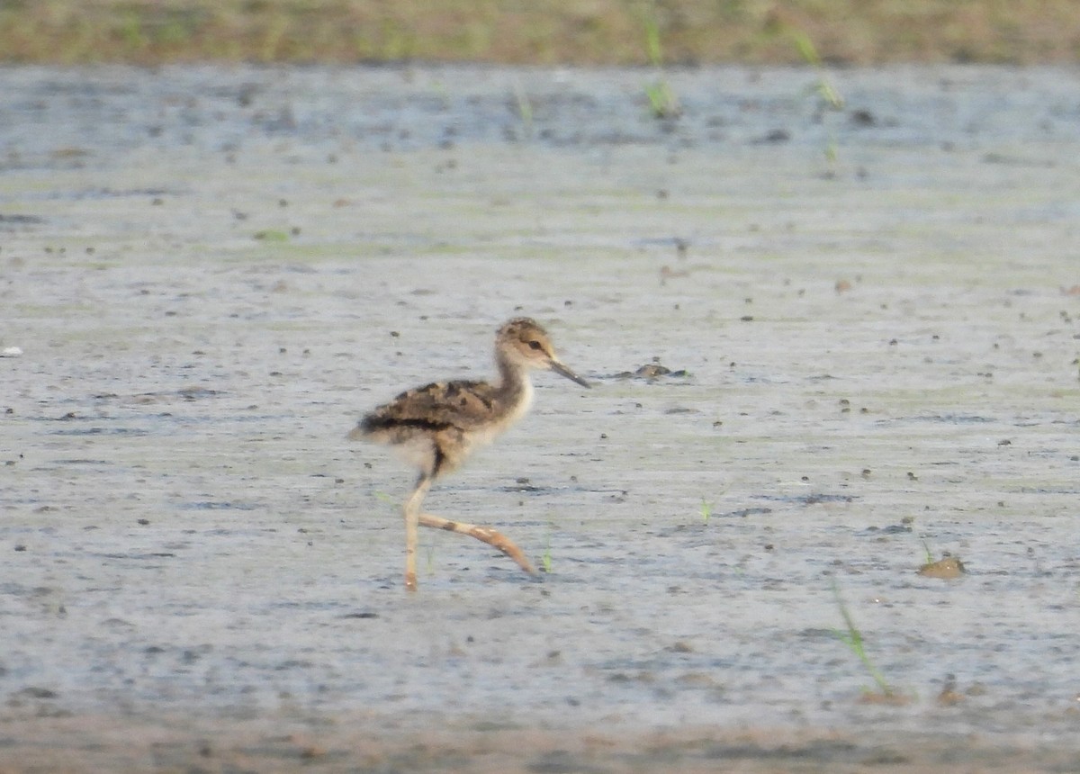 Black-necked Stilt - ML608725576