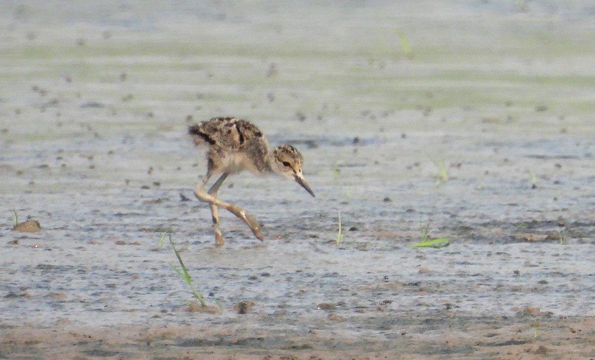 Black-necked Stilt - Fernando Angulo - CORBIDI