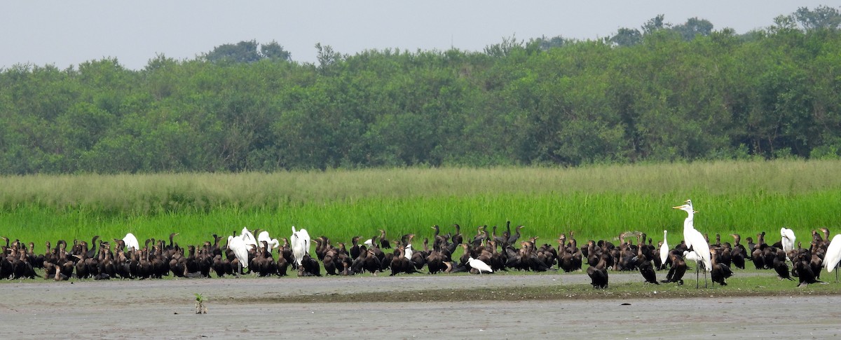 Neotropic Cormorant - ML608725586