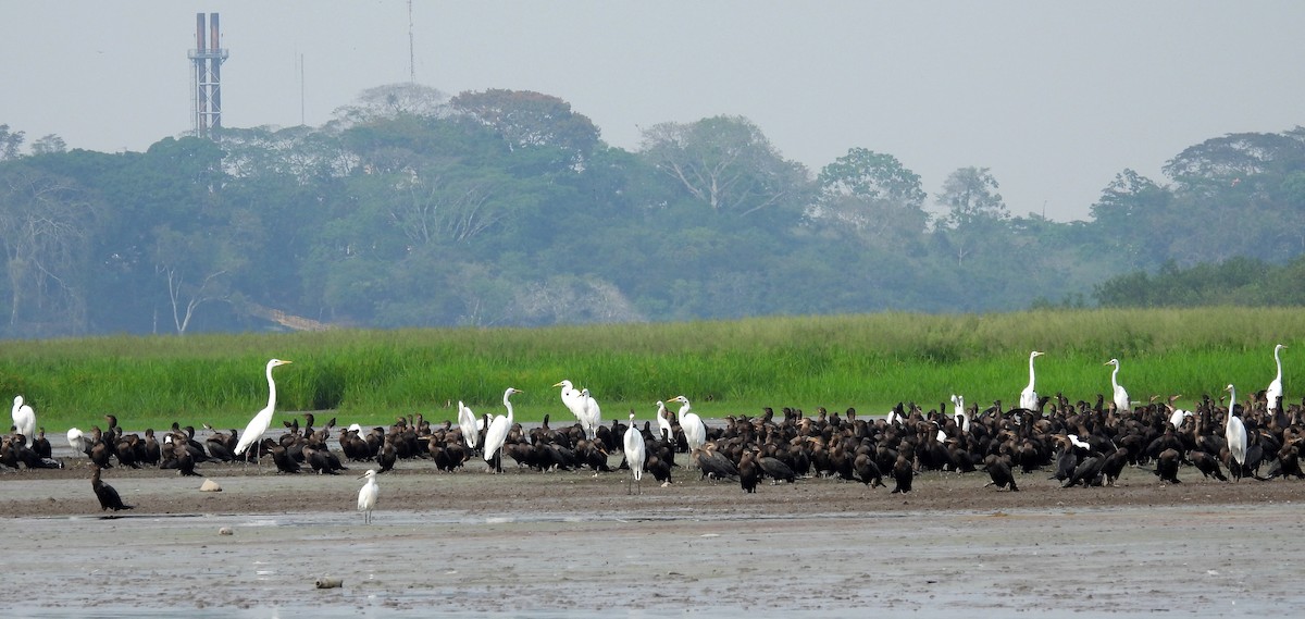 Neotropic Cormorant - Fernando Angulo - CORBIDI