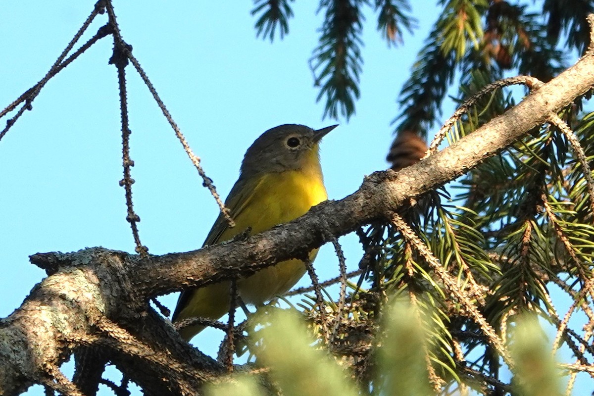 Nashville Warbler - Daniel Néron