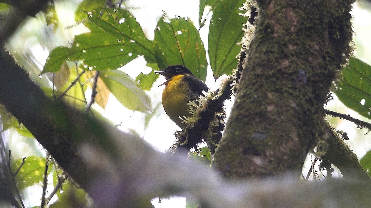 Andean Laniisoma - Daniel Pacheco Osorio