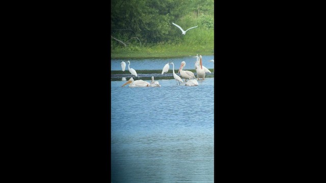 American White Pelican - ML608725717