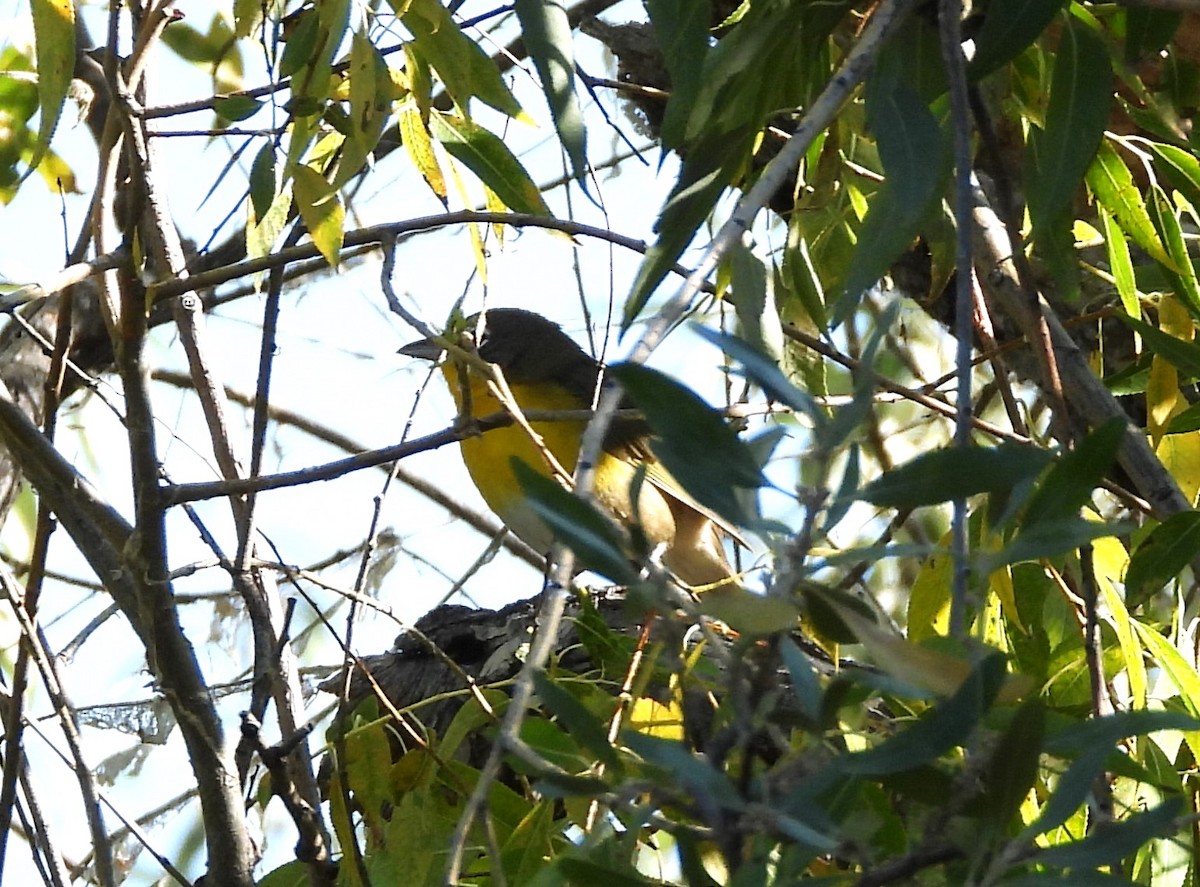 Yellow-breasted Chat - ML608725800