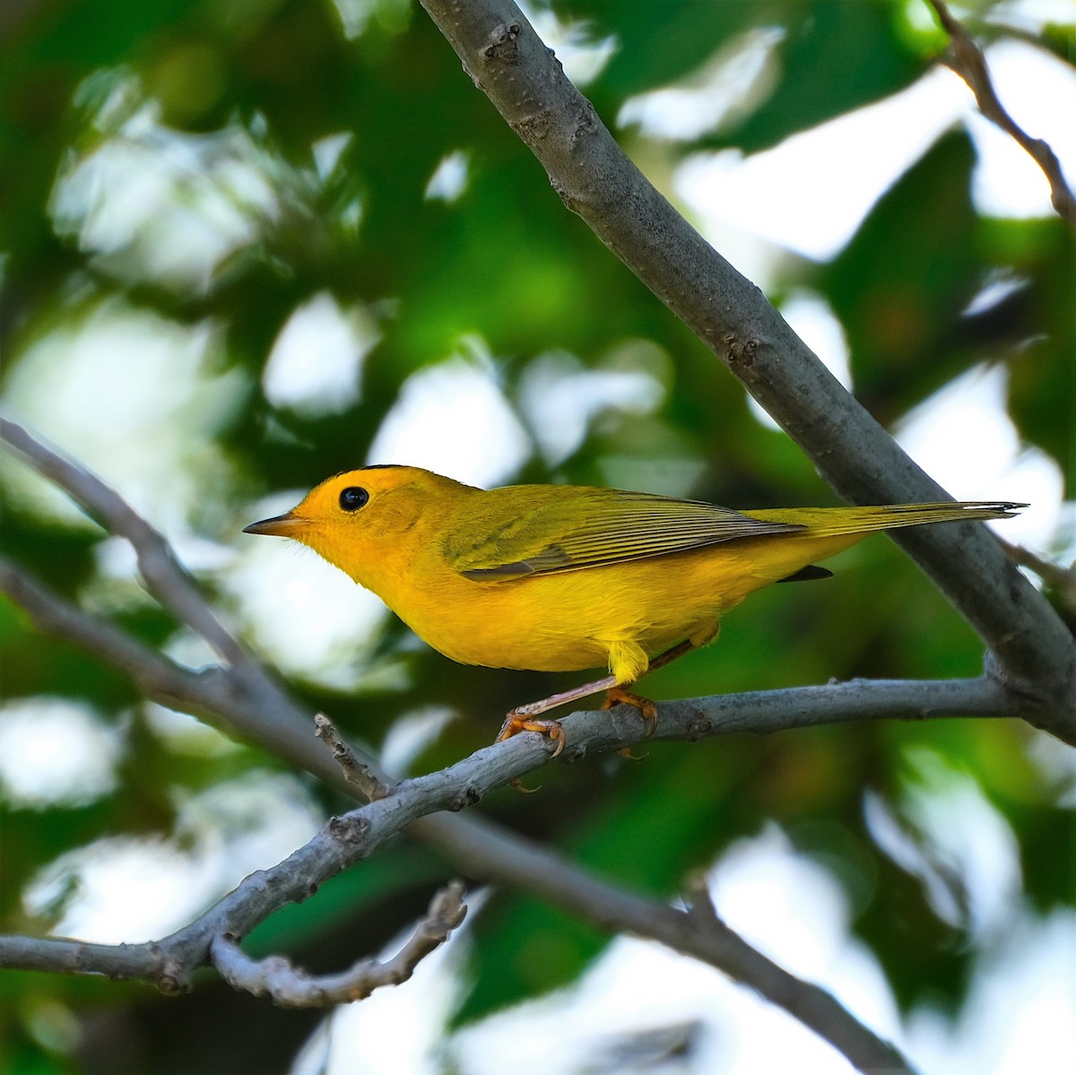 Wilson's Warbler - ML608725844