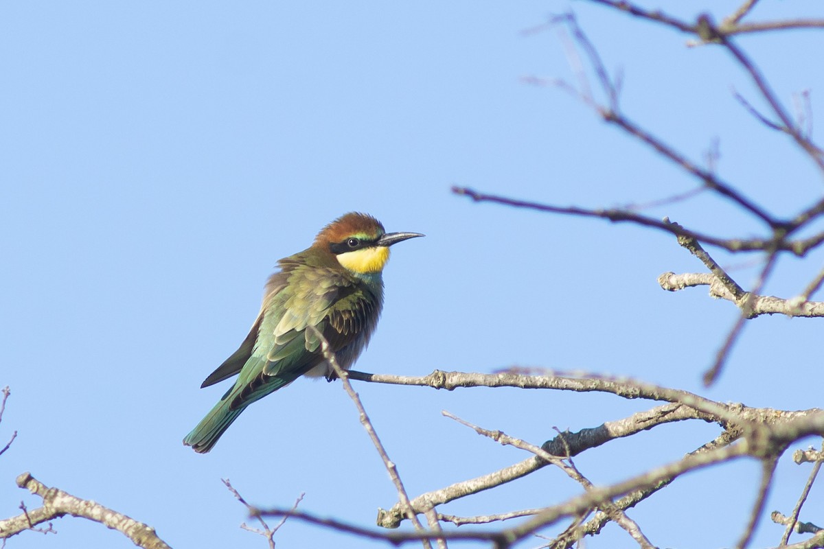 European Bee-eater - ML608725986