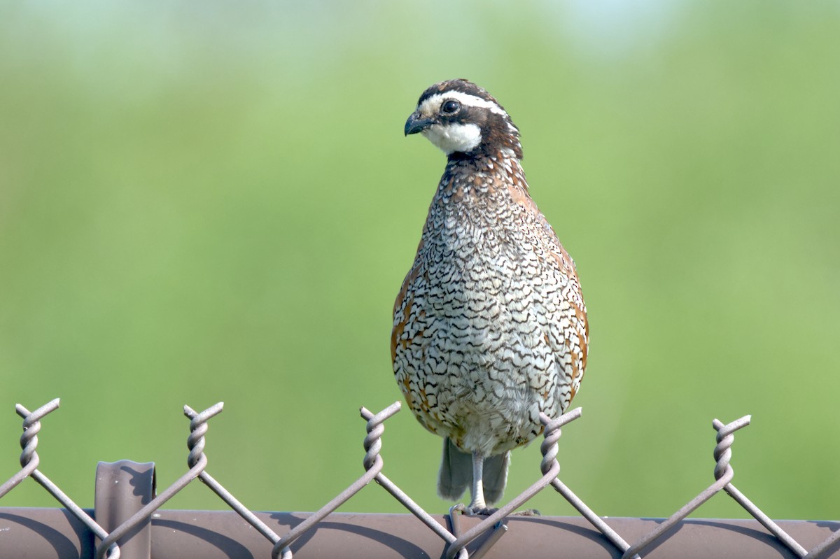 Northern Bobwhite - ML608726039