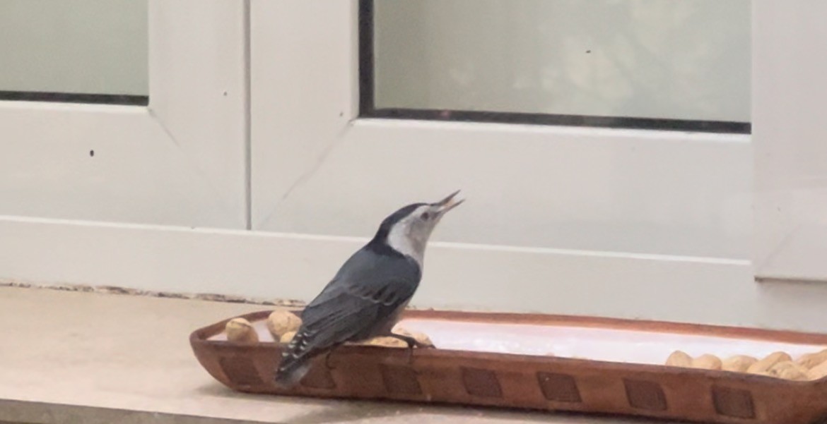 White-breasted Nuthatch - ML608726068