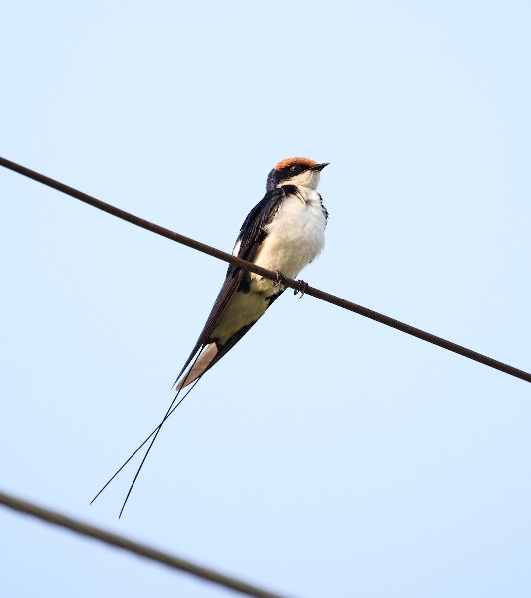 Golondrina Colilarga - ML608726187