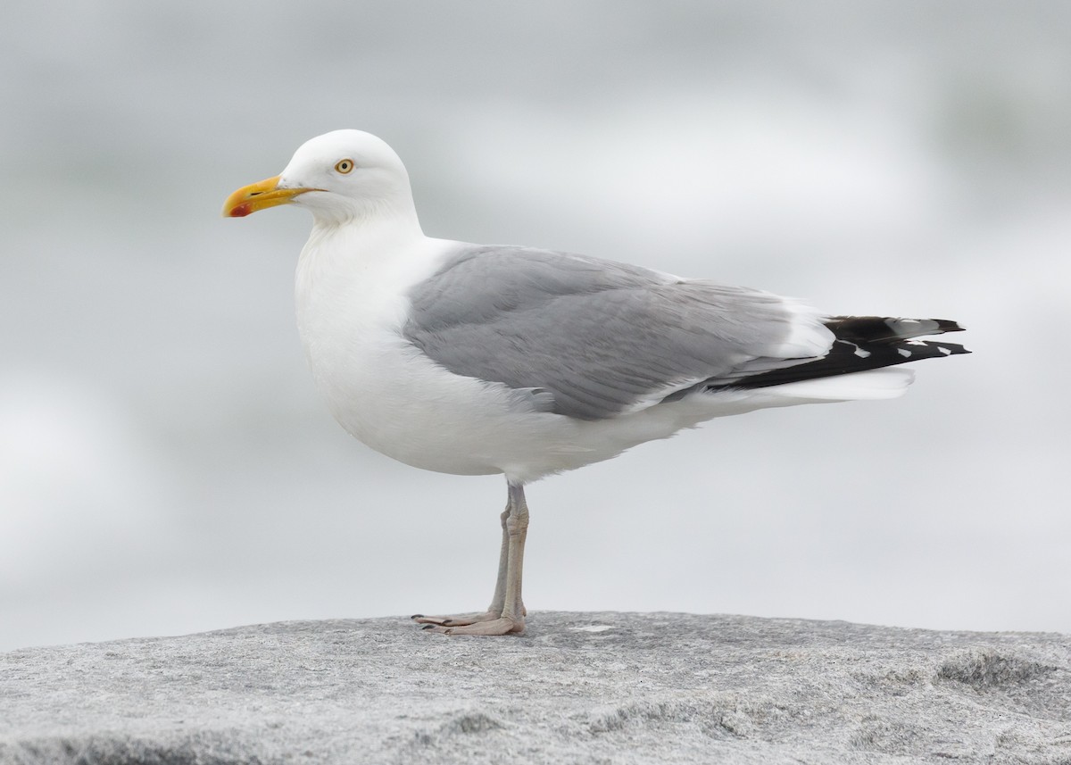 American Herring Gull - Darren Clark