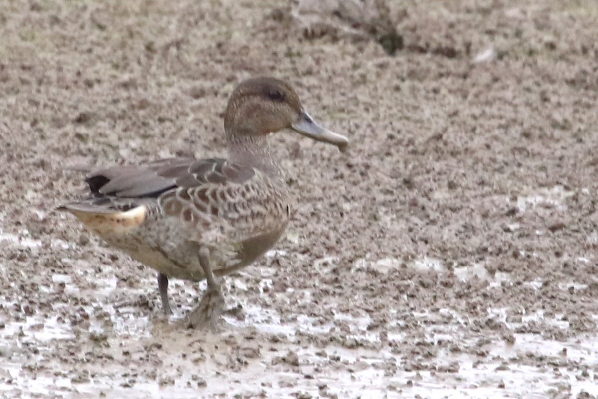 Green-winged Teal - ML608726253