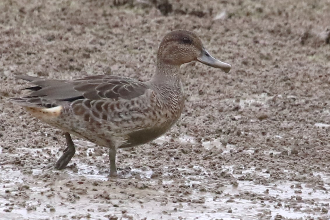 Green-winged Teal - ML608726254