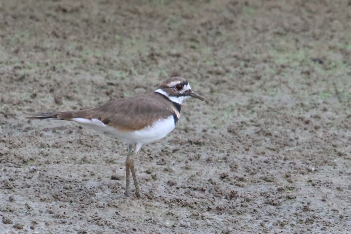 Killdeer - ML608726308