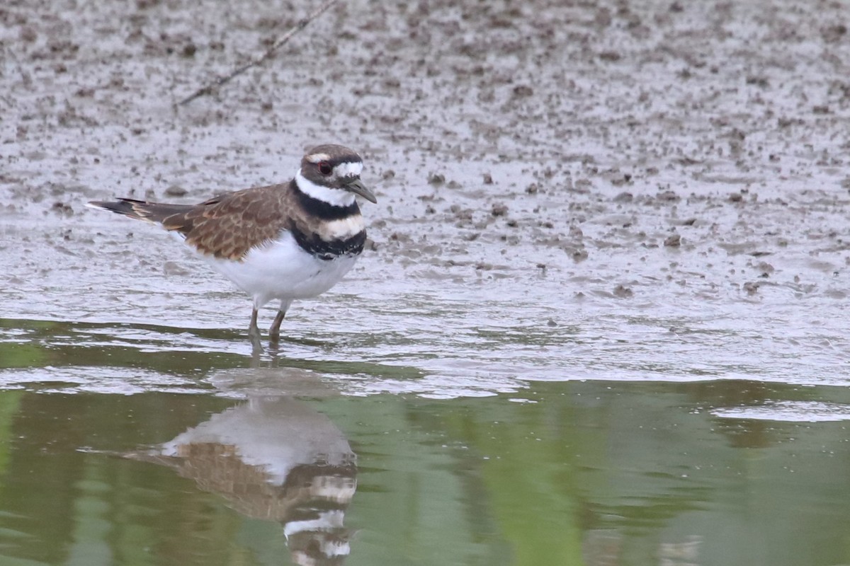 Killdeer - ML608726309